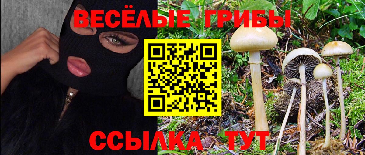 Елизово  Галлюциногенные грибы Psilocybine cubensis  Вход с VPN 